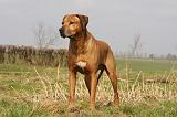RODESIAN RIDGEBACK 033